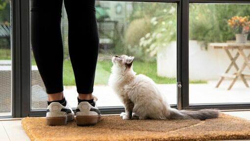 Moving house with an indoor sale cat